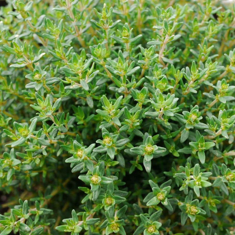Lemon Thyme Plant
