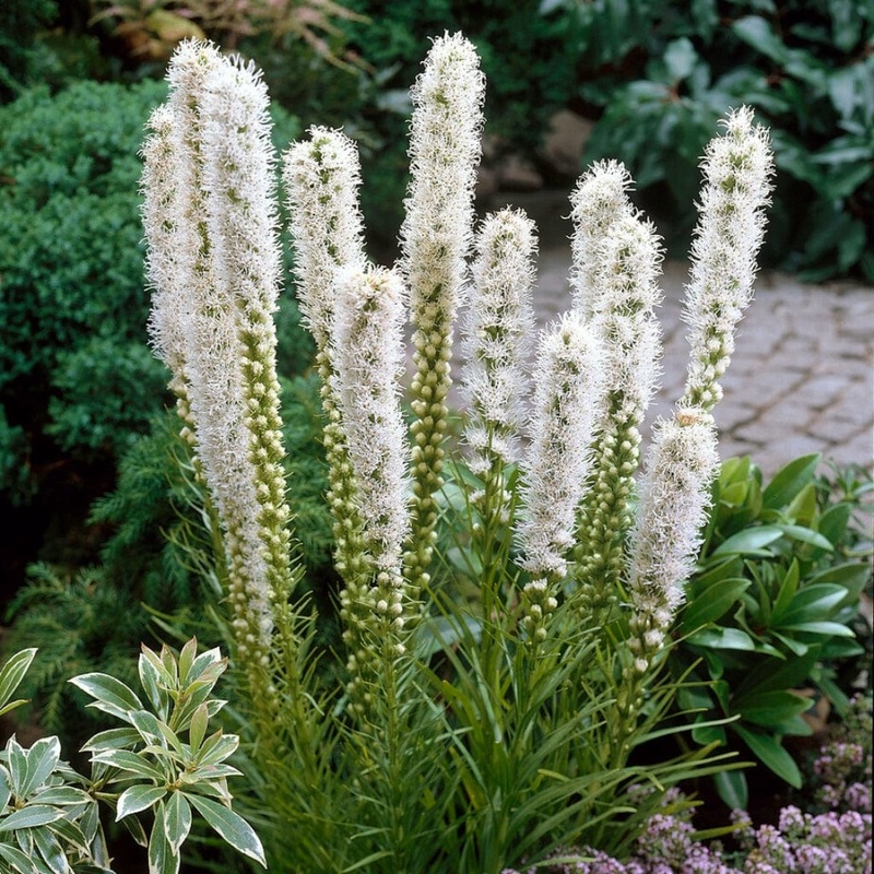 Liatris spicata ‘Floristan White’
