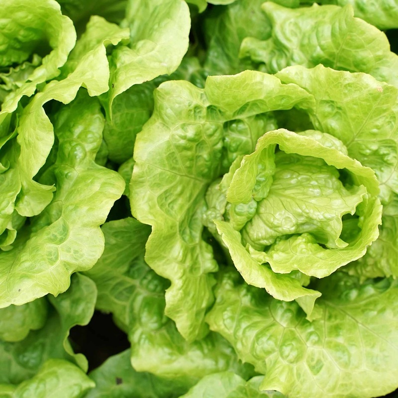 ‘Little Gem’ Lettuce Plants