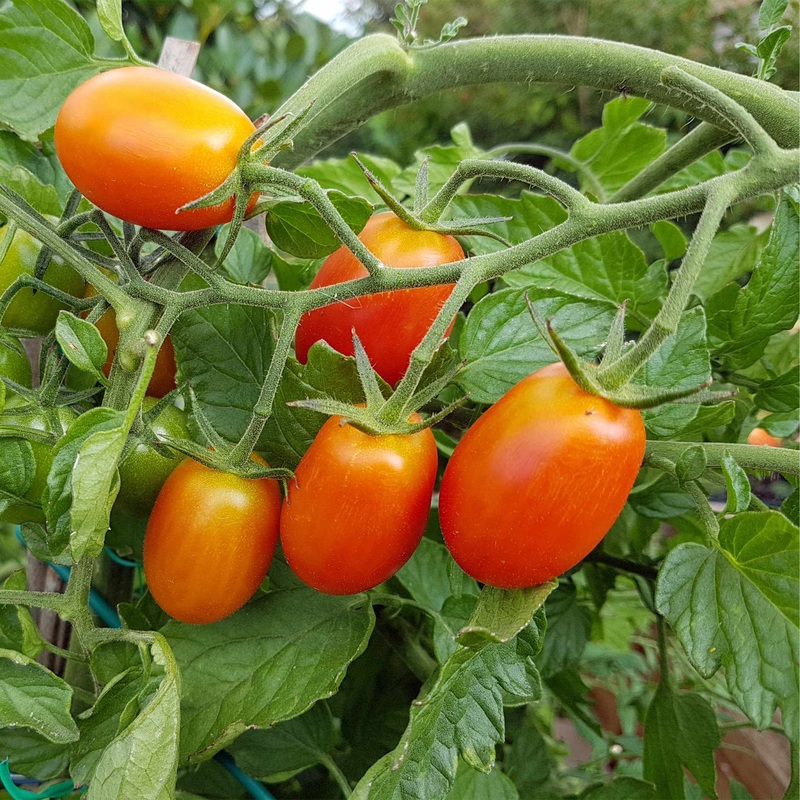 ‘Lucinda’ Baby Plum Tomato Plant