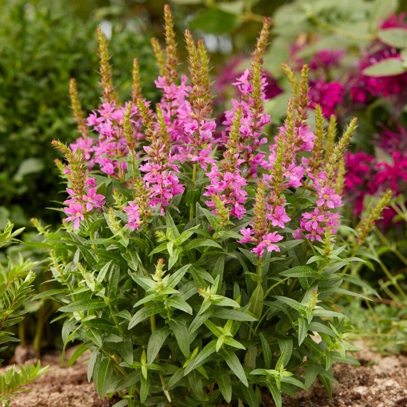 Lythrum salicaria ‘Robin’