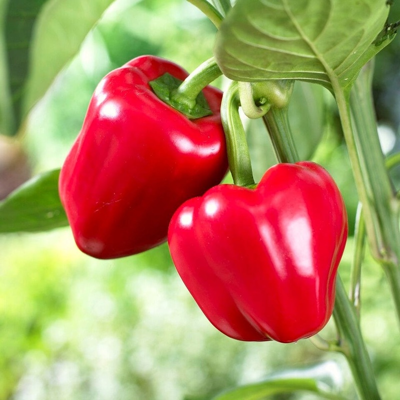 ‘Maccabi’ Grafted Red Sweet Pepper Plant