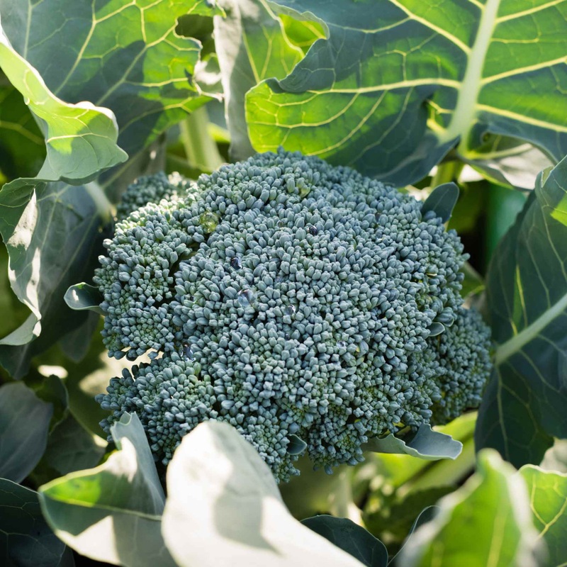 ‘Marathon F1’ Broccoli Plants