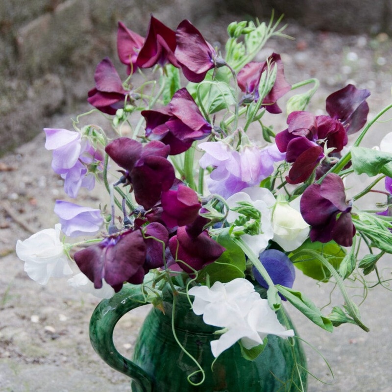 ‘Midnight’ Sweet Pea Plant