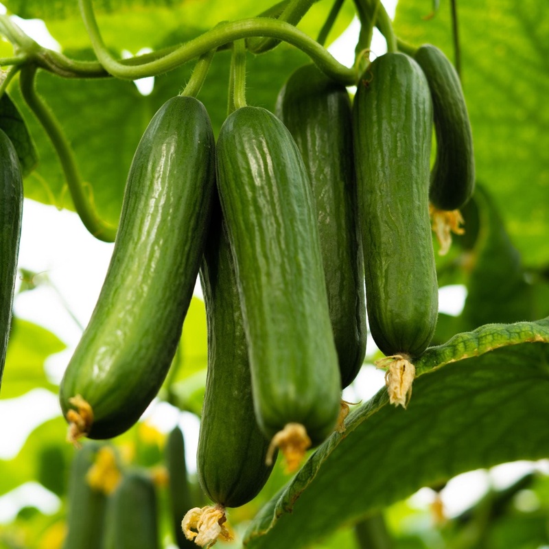 ‘Mini Hana F1’ Cucumber Plant