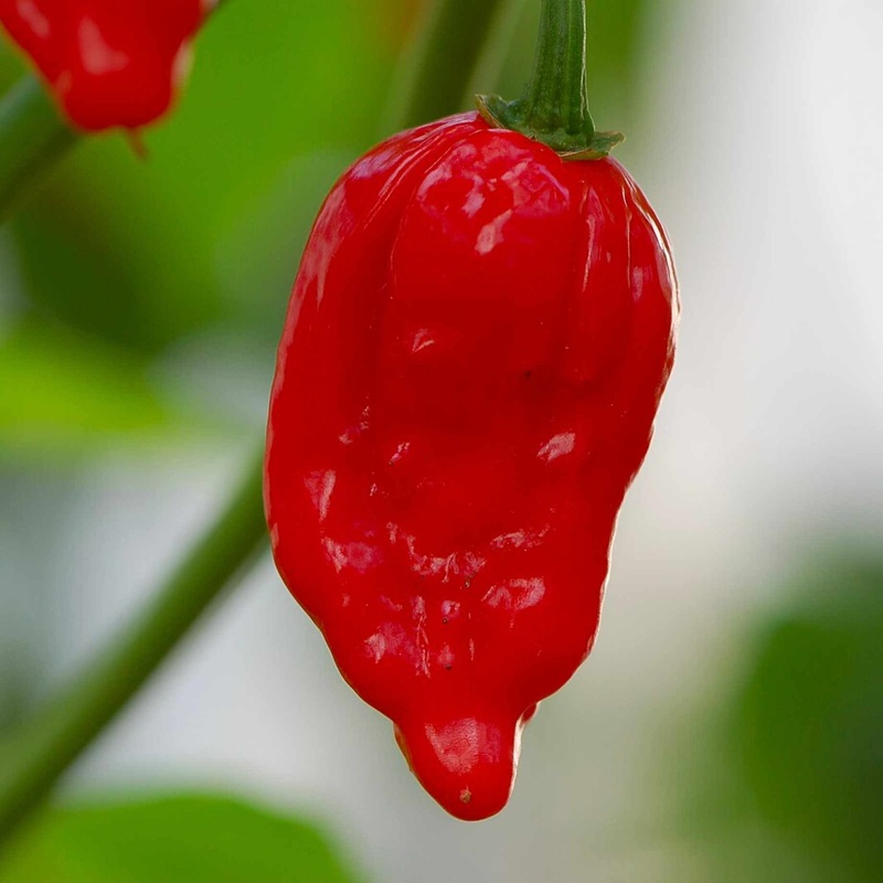 ‘Naga Red’ Grafted Chilli Pepper Plant
