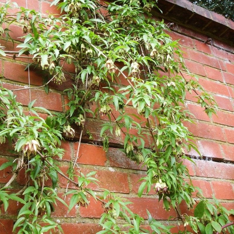 Nepal Clematis | Clematis napaulensis