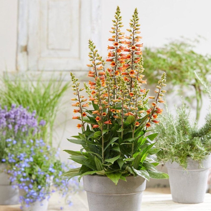 Orange Foxglove | Digiplexis ‘Firecracker’