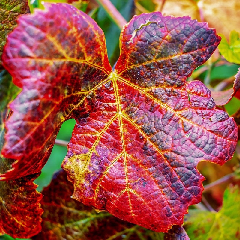 Ornamental Grape Vine | Vitis ‘Brant’
