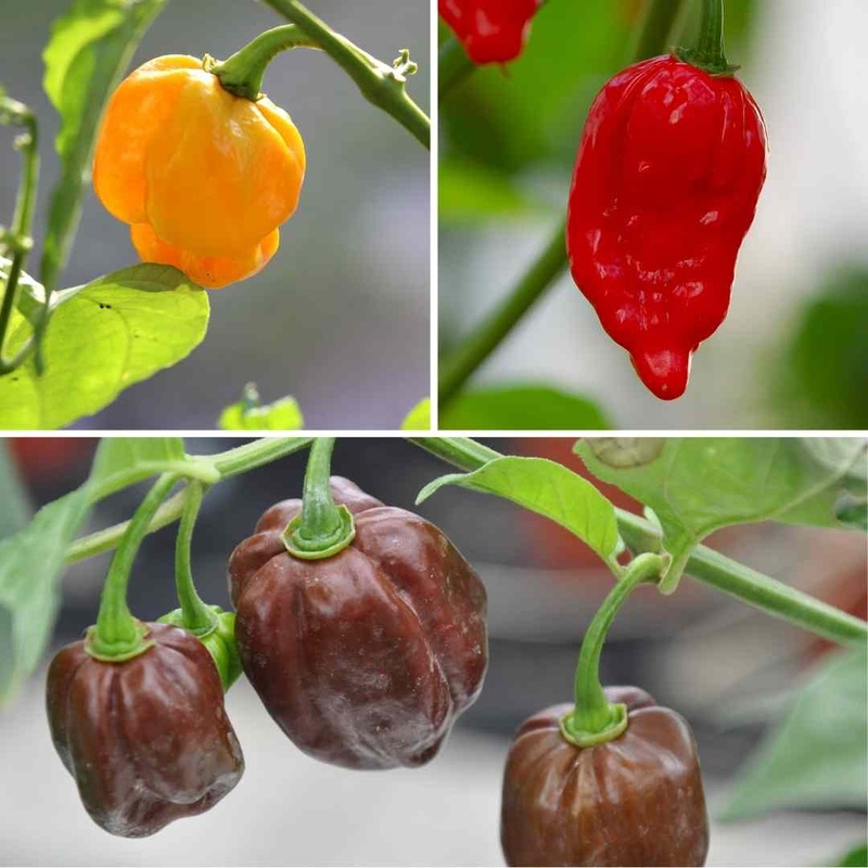 Our Growers’ Best Grafted Chilli Plants Collection