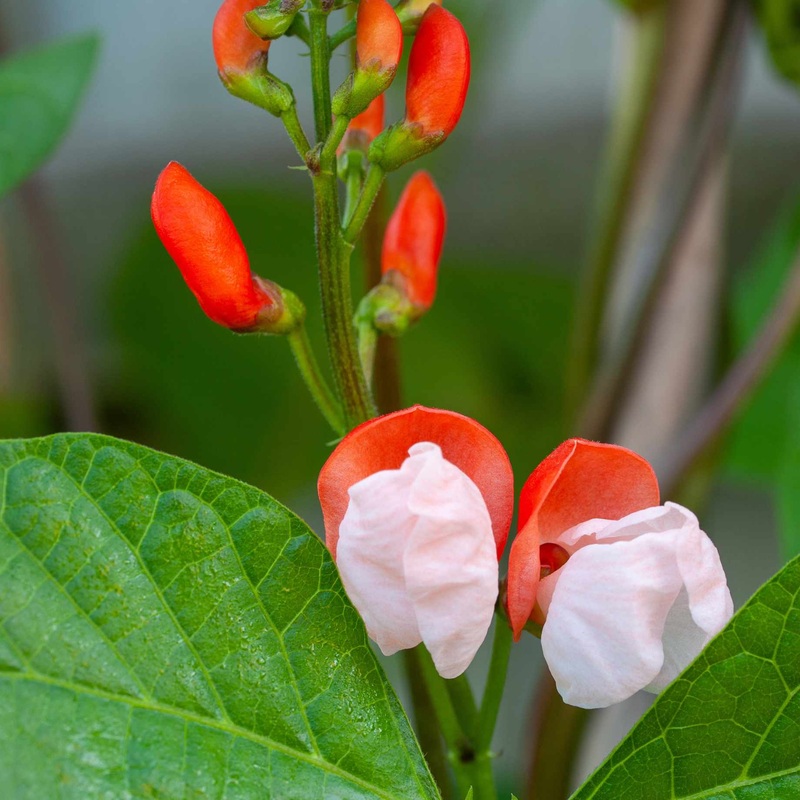 ‘Painted Lady’ Runner Bean Plant
