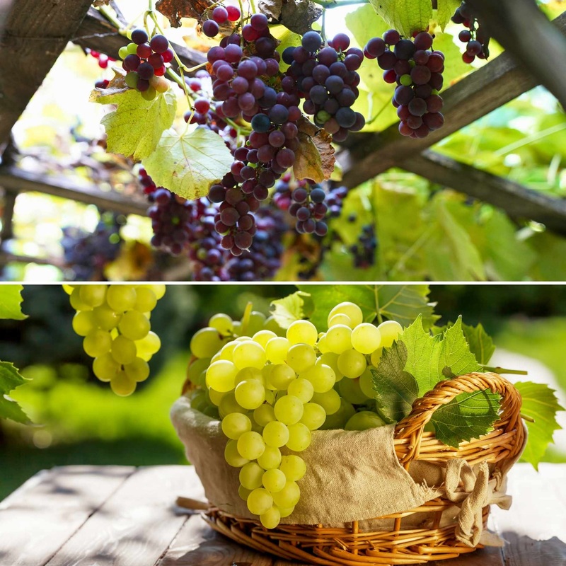 Patio Grape Vines Collection