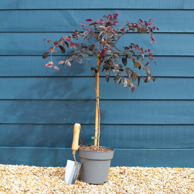 Patio Loropetalum Tree | Loropetalum ‘Fire Dance’