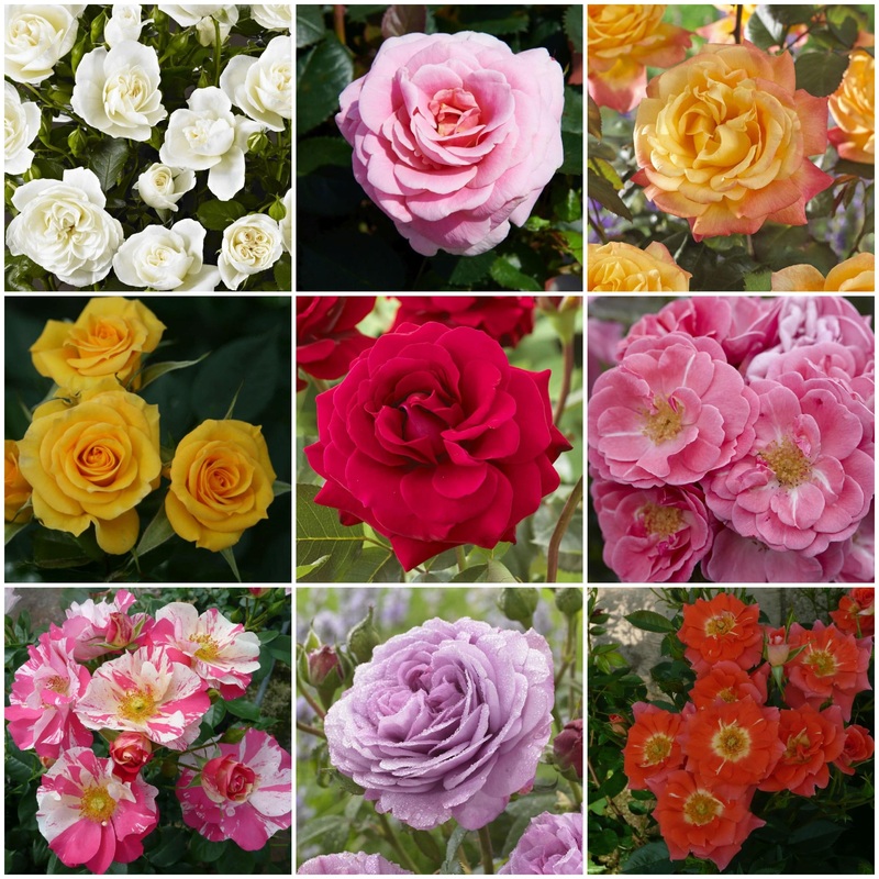 Patio Rose Collection | Roses for Pots