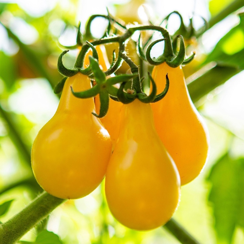 ‘Peardrop’ Yellow Tomato Plant