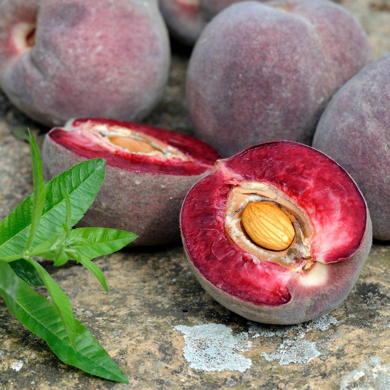 ‘Peche de Vigne’ Bloody Peach Tree