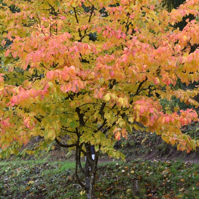Persian Ironwood Tree | Parrotia persica ‘Bella’