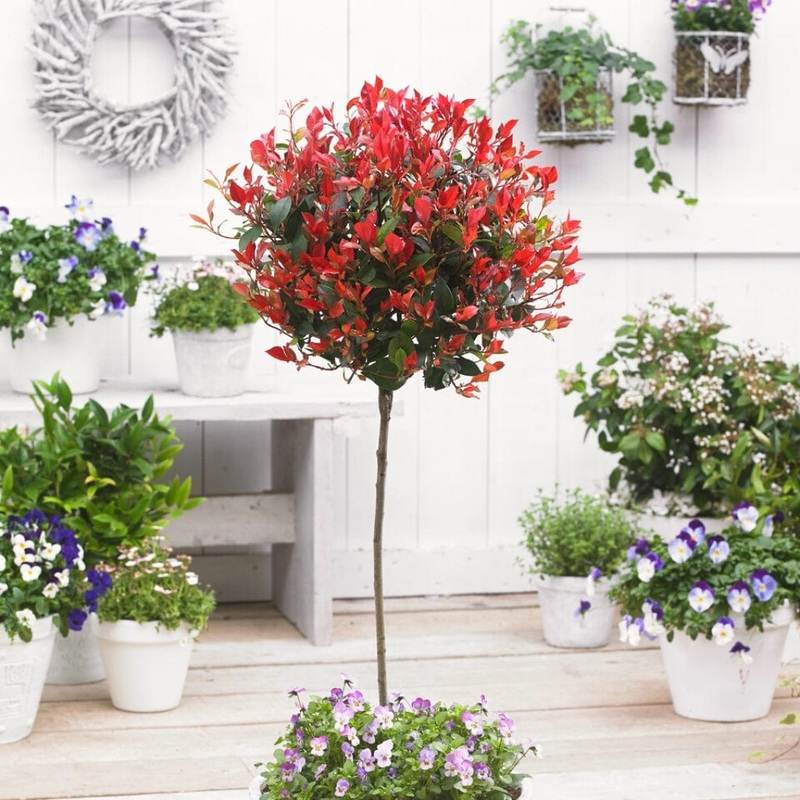 Photinia ‘Red Robin’ Patio Tree