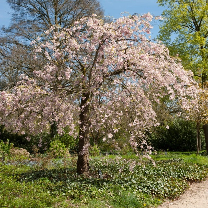 Pink Weeping Flowering Cherry Tree | Prunus subhirtella ‘Pendula Rosea’