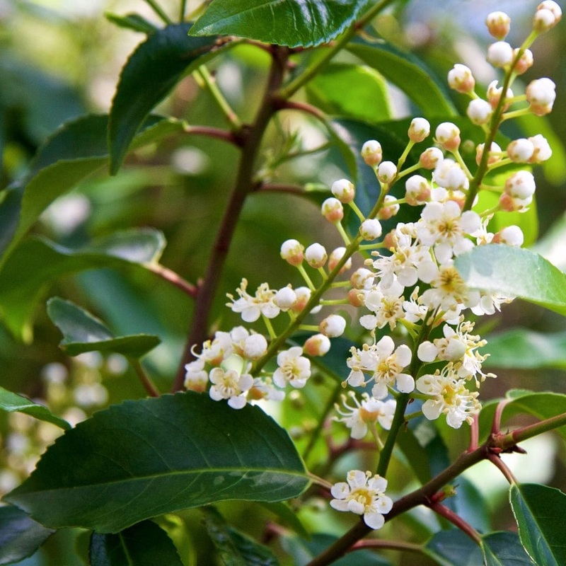 Portuguese Laurel Tree | Prunus lusitanica