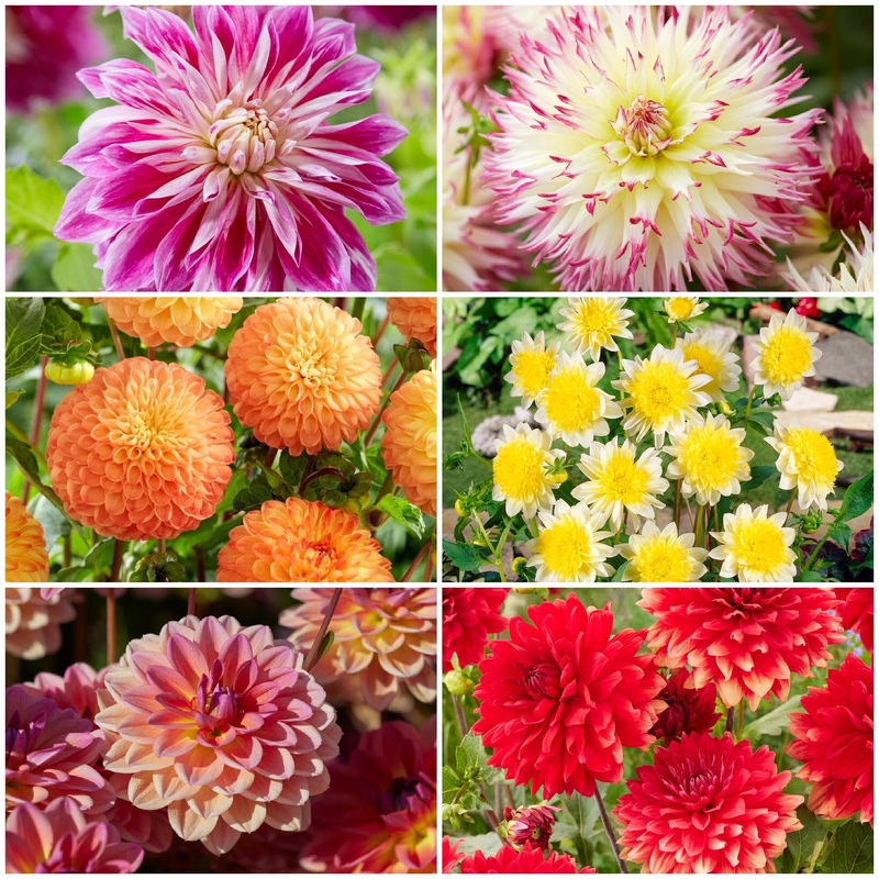 Premium Dahlia Plants Collection