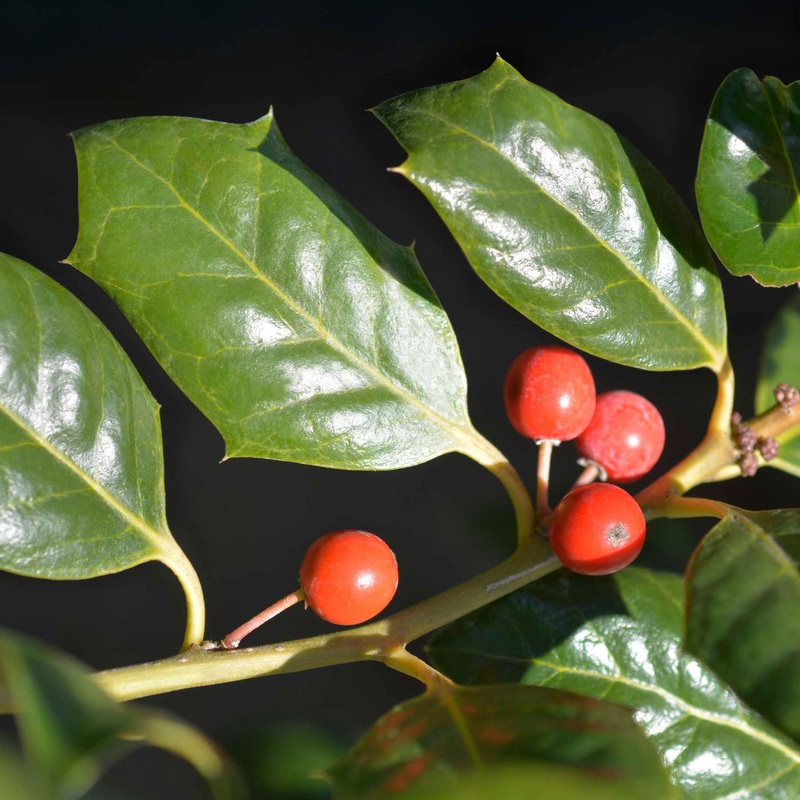 Pyramidal Holly | Ilex ‘Nellie R Stevens’