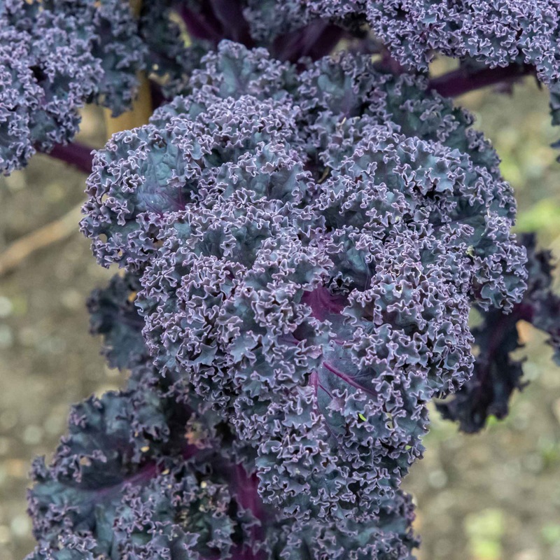 Red Curly Kale Plant ‘Redbor F1’ Plants