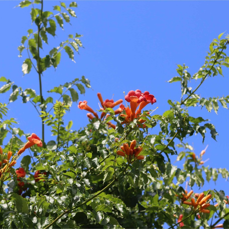 Red Trumpet Vine | Campsis tagliabuana ‘Madame Galen’