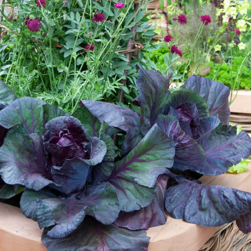 ‘Roderick F1’ Red Cabbage Plants