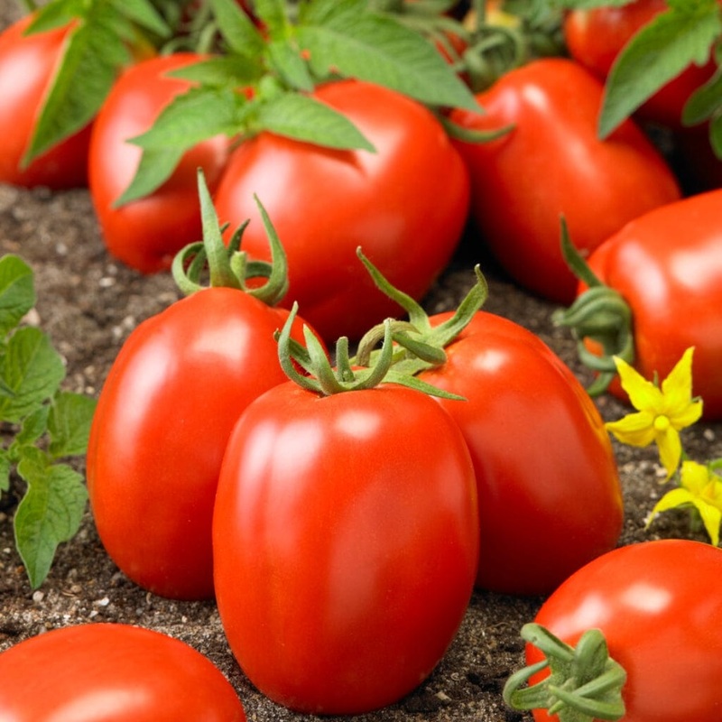 ‘Roma’ Tomato Plant