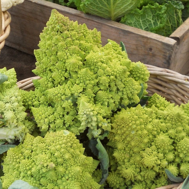 ‘Romanesco’ Cauliflower Plants