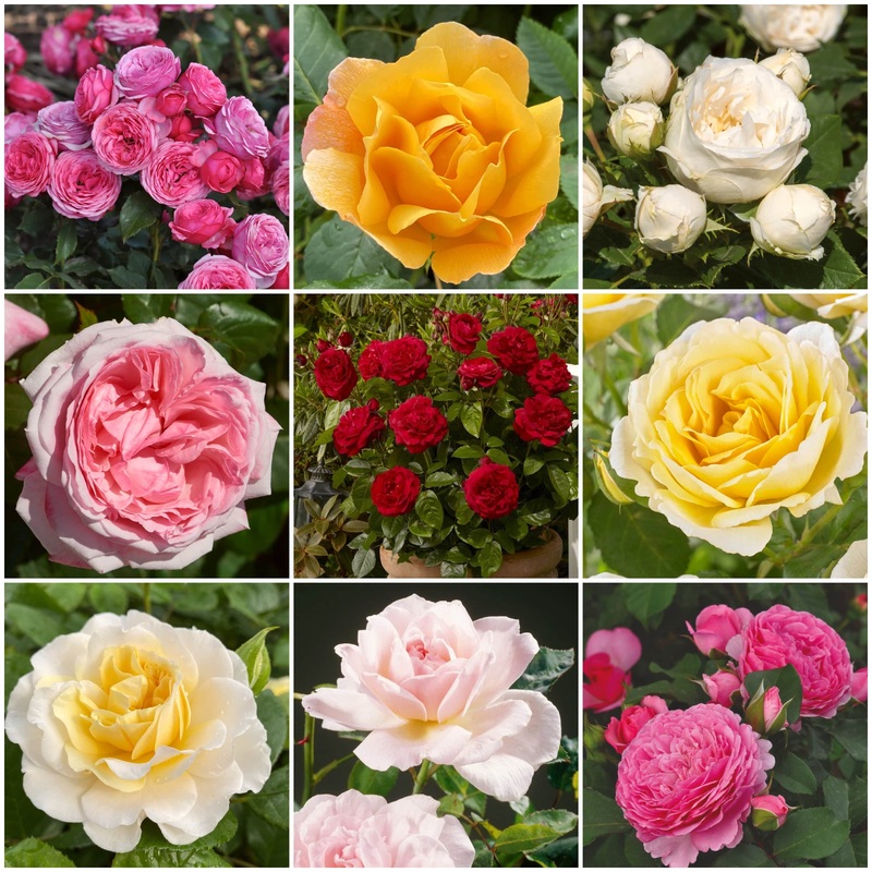 Roses for Shade Collection