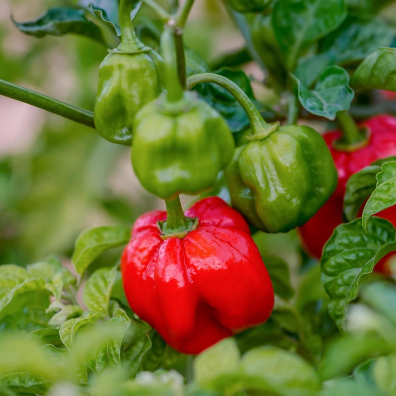 Scotch Bonnet Chilli Pepper Plant | Capsicum chinense ‘Caribbean Antillais’