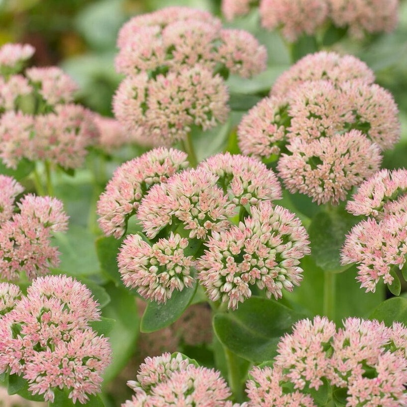 Sedum ‘Autumn Joy’
