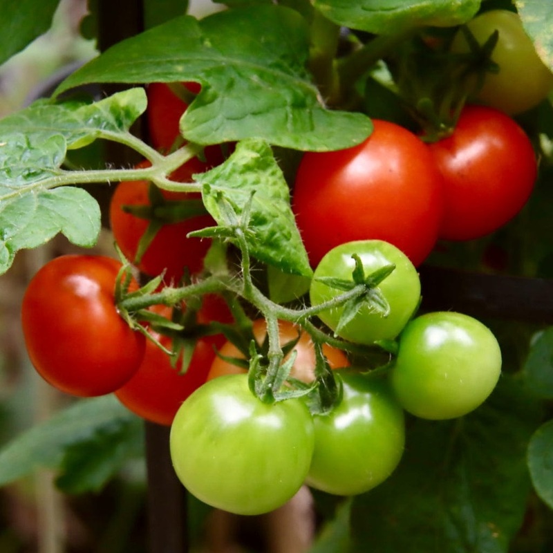 ‘Shirley’ Tomato Plant