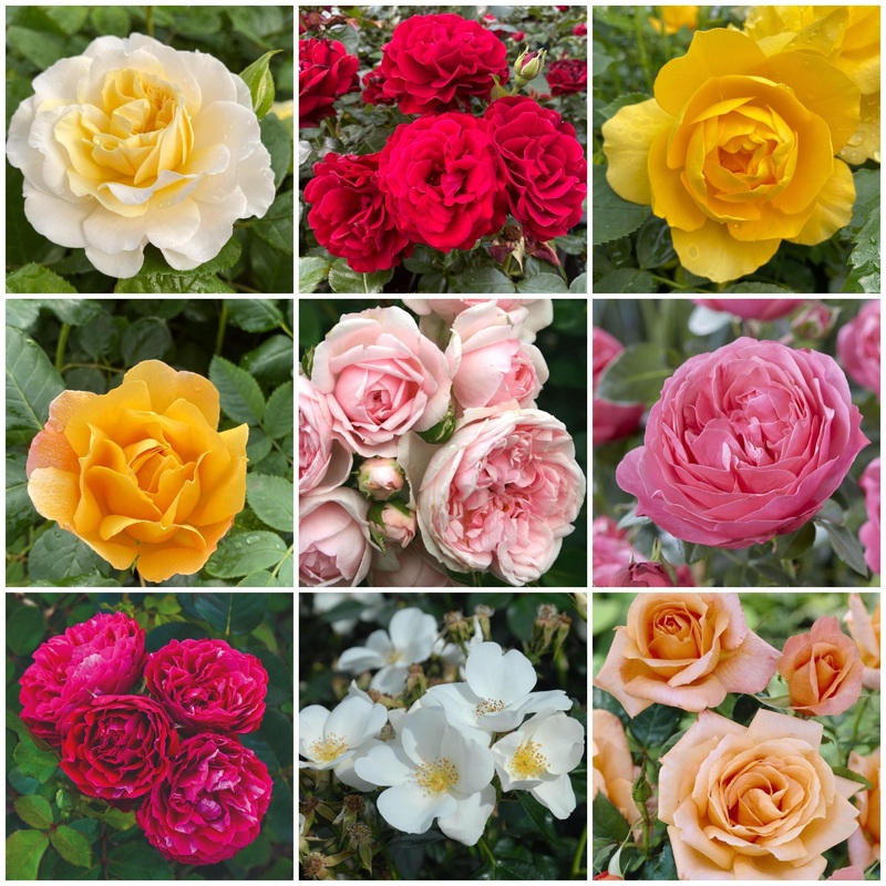 Shrub Rose Collection | Roses for the Border