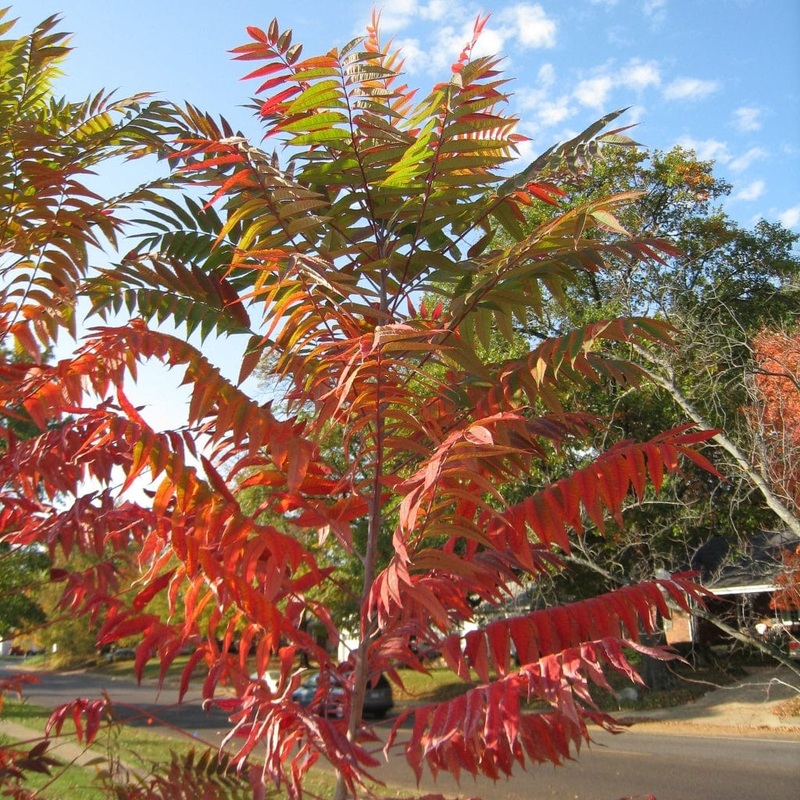 Smooth Sumach Tree | Rhus glabra