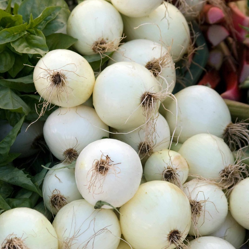‘Snowball’ Turnip Plants