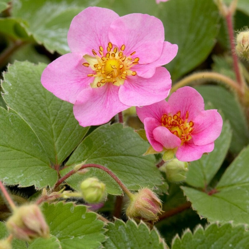 ‘Summer Breeze Cherry’ Strawberry Plants