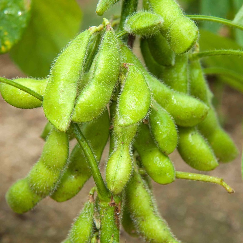 ‘Summer Shell’ Edamame Bean Plants