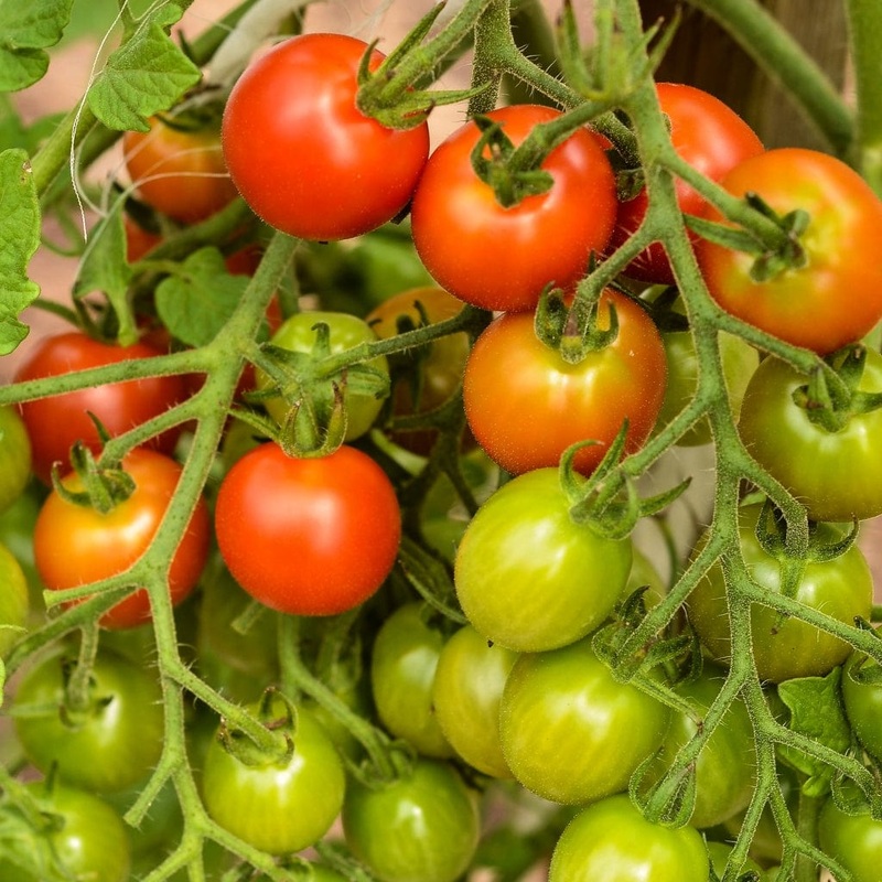 ‘Sweet Million’ Tomato Plant