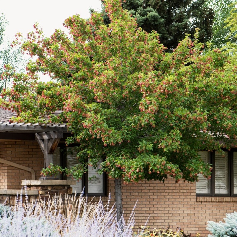Tatarian Maple | Acer tataricum ‘Hotwings’
