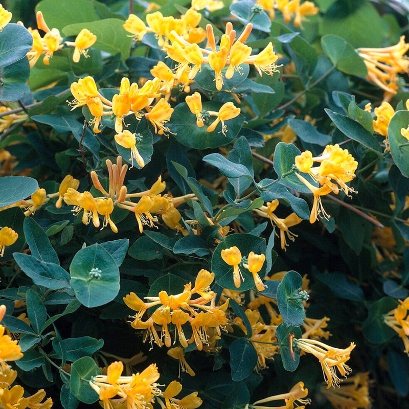 Tellmann’s Honeysuckle | Lonicera tellmanniana