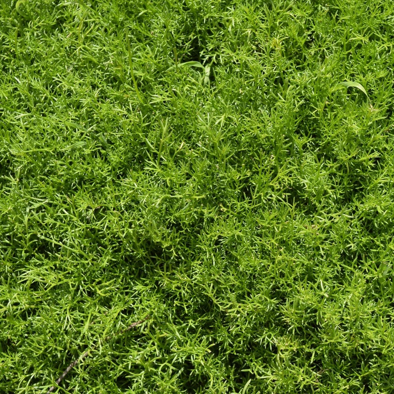 ‘Treneague’ Lawn Chamomile Plant