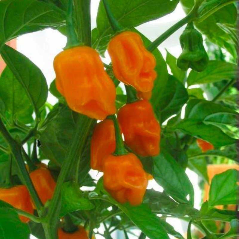 ‘Trinidad Perfume’ Chilli Pepper Plant