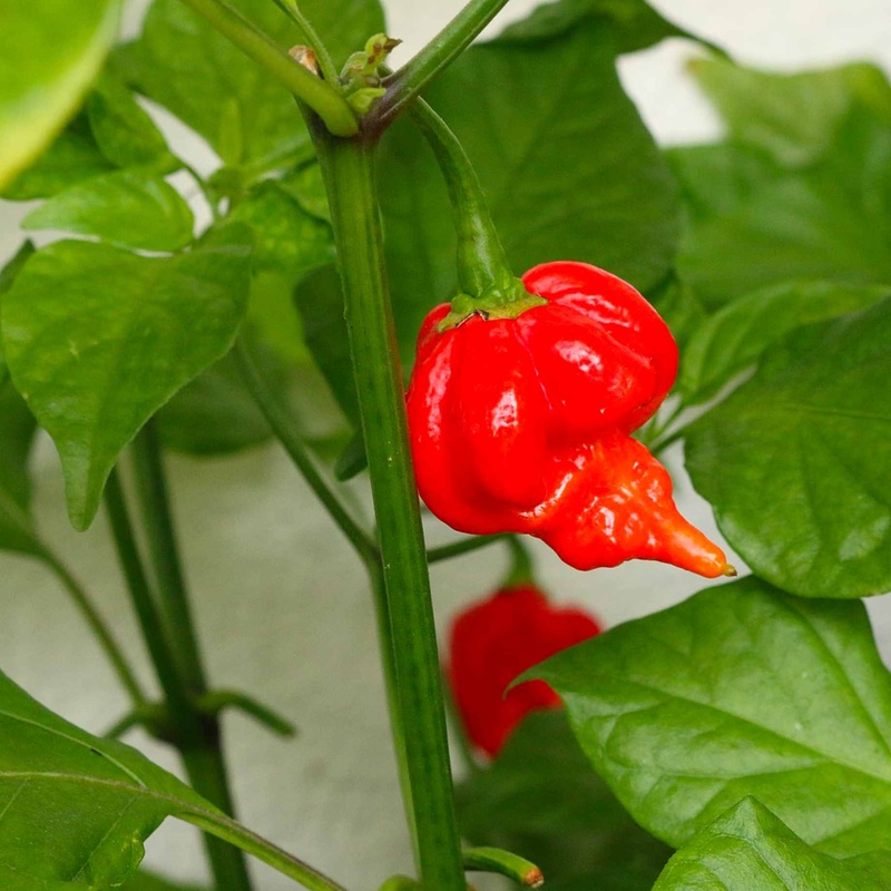 ‘Trinidad Scorpion’ Chilli Pepper Plant