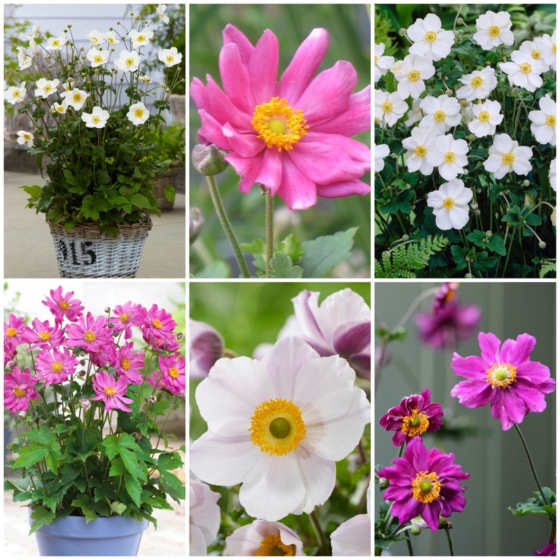 Ultimate Anemone Collection