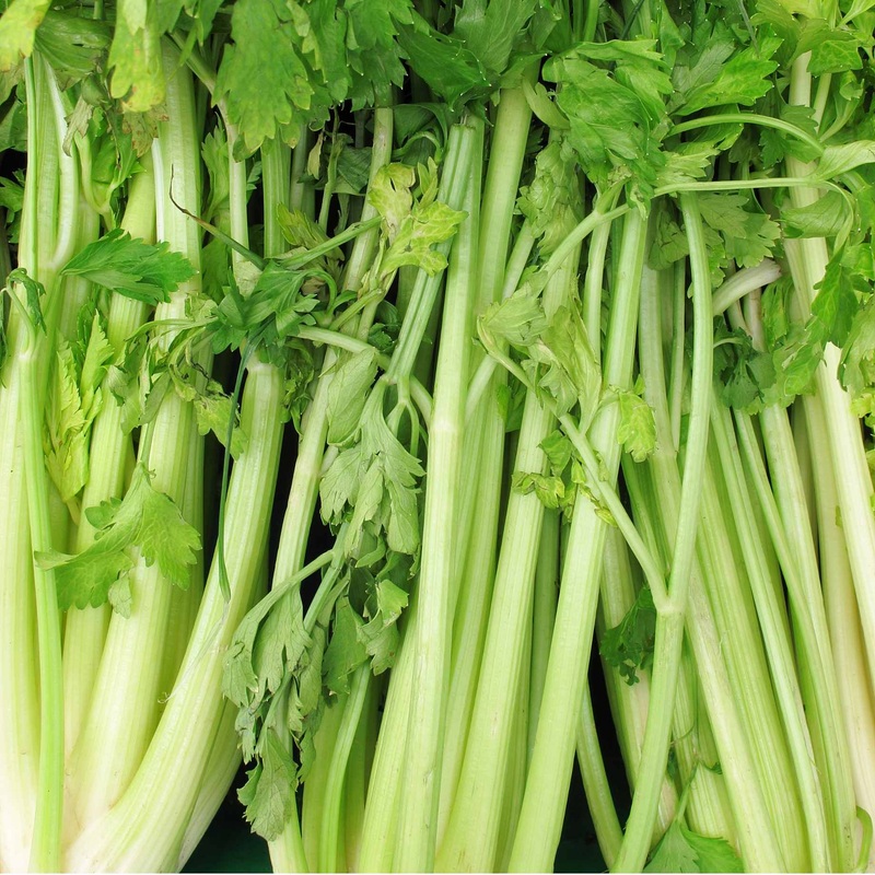 ‘Victoria F1’ Celery Plants