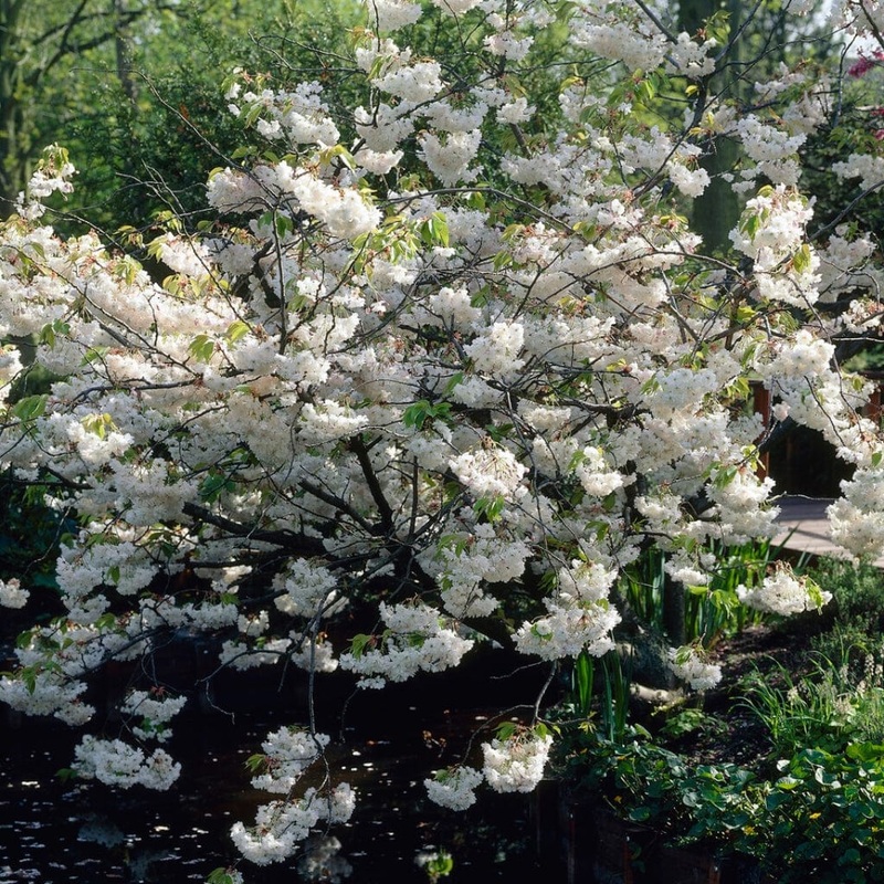 White Weeping Cherry Blossom Tree | Prunus yedoensis ‘Shidare Yoshino’