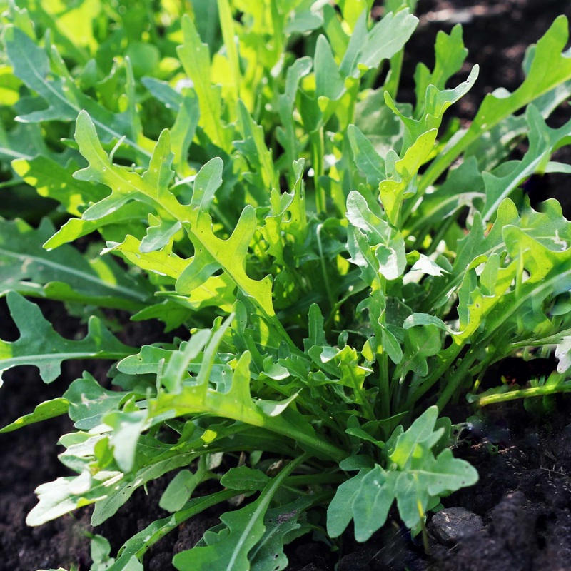Wild Rocket Plants